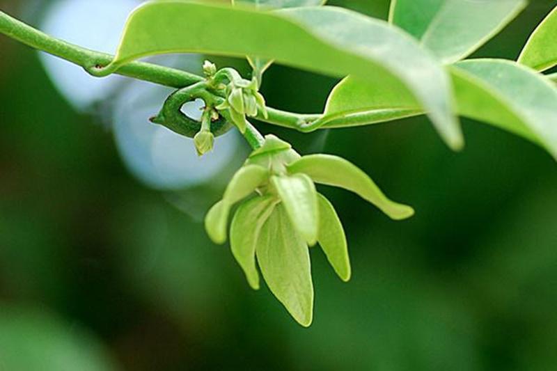 7 loại hoa tuyệt đối không được đặt trên bàn thờ kẻo hẻo vận làm ăn, gia đình ly tán 7 loại hoa tuyệt đối không được đặt trên bàn thờ kẻo hẻo vận làm ăn, gia đình ly tán