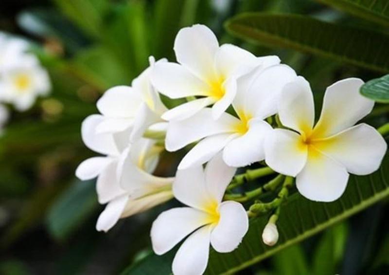 7 loại hoa tuyệt đối không được đặt trên bàn thờ kẻo hẻo vận làm ăn, gia đình ly tán 7 loại hoa tuyệt đối không được đặt trên bàn thờ kẻo hẻo vận làm ăn, gia đình ly tán