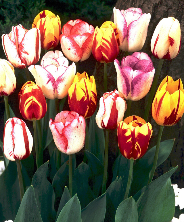 Chiêm ngưỡng loài hoa tulip thuần chủng có nguồn gốc từ thế kỷ 17 giá cực đắt đỏ Chiêm ngưỡng loài hoa tulip thuần chủng có nguồn gốc từ thế kỷ 17 giá cực đắt đỏ