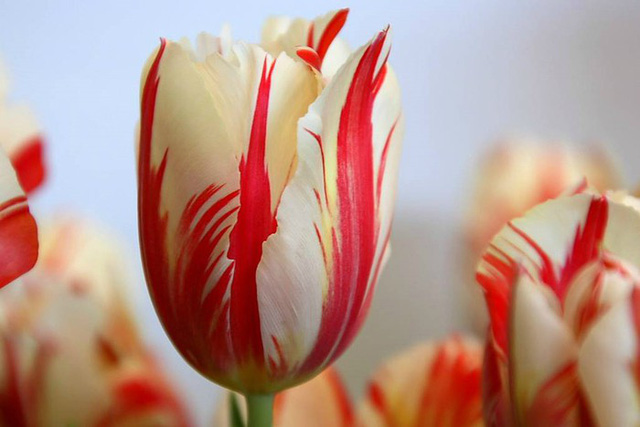 Chiêm ngưỡng loài hoa tulip thuần chủng có nguồn gốc từ thế kỷ 17 giá cực đắt đỏ Chiêm ngưỡng loài hoa tulip thuần chủng có nguồn gốc từ thế kỷ 17 giá cực đắt đỏ
