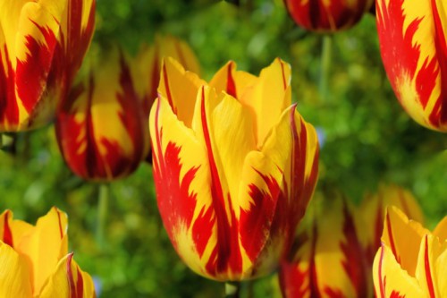 Chiêm ngưỡng loài hoa tulip thuần chủng có nguồn gốc từ thế kỷ 17 giá cực đắt đỏ Chiêm ngưỡng loài hoa tulip thuần chủng có nguồn gốc từ thế kỷ 17 giá cực đắt đỏ