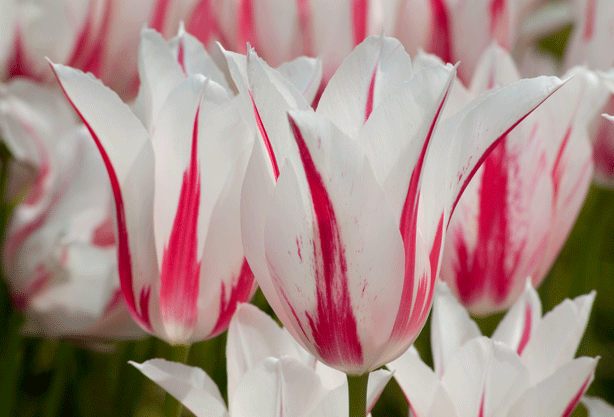 Chiêm ngưỡng loài hoa tulip thuần chủng có nguồn gốc từ thế kỷ 17 giá cực đắt đỏ Chiêm ngưỡng loài hoa tulip thuần chủng có nguồn gốc từ thế kỷ 17 giá cực đắt đỏ