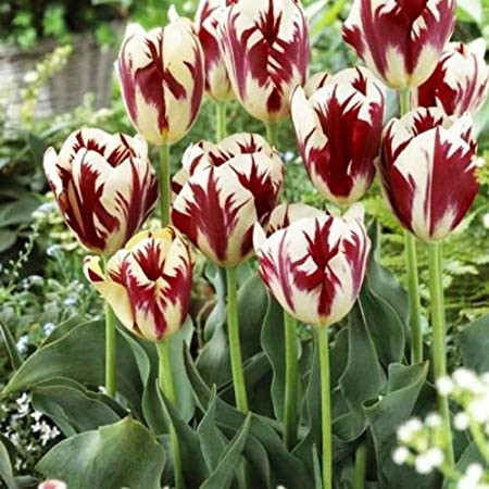 Chiêm ngưỡng loài hoa tulip thuần chủng có nguồn gốc từ thế kỷ 17 giá cực đắt đỏ Chiêm ngưỡng loài hoa tulip thuần chủng có nguồn gốc từ thế kỷ 17 giá cực đắt đỏ