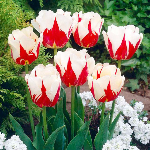 Chiêm ngưỡng loài hoa tulip thuần chủng có nguồn gốc từ thế kỷ 17 giá cực đắt đỏ Chiêm ngưỡng loài hoa tulip thuần chủng có nguồn gốc từ thế kỷ 17 giá cực đắt đỏ