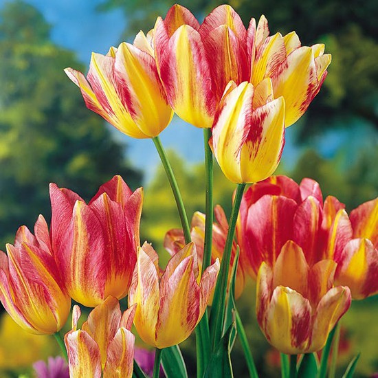 Chiêm ngưỡng loài hoa tulip thuần chủng có nguồn gốc từ thế kỷ 17 giá cực đắt đỏ Chiêm ngưỡng loài hoa tulip thuần chủng có nguồn gốc từ thế kỷ 17 giá cực đắt đỏ