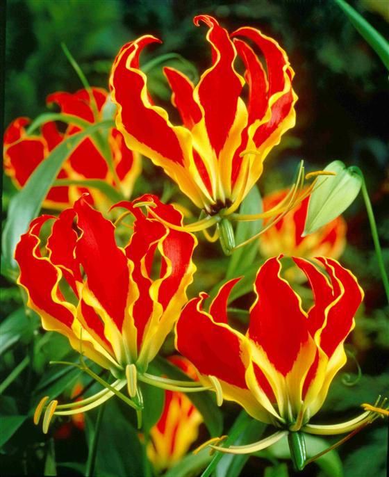 Giật mình với màu sắc hoa Lily lửa cũng như giá của nó Giật mình với màu sắc hoa Lily lửa cũng như giá của nó