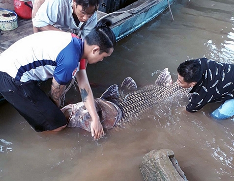 Vĩnh Long: Bắt được cá hô khổng lồ nặng 125 ký, bán hơn 300 triệu đồng