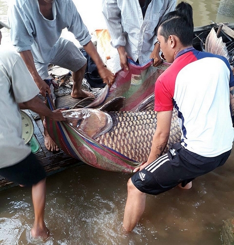 Vĩnh Long: Bắt được cá hô khổng lồ nặng 125 ký, bán hơn 300 triệu đồng Vĩnh Long: Bắt được cá hô khổng lồ nặng 125 ký, bán hơn 300 triệu đồng