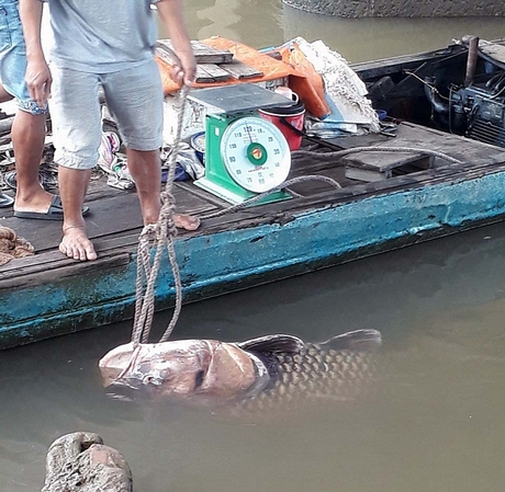 Vĩnh Long: Bắt được cá hô khổng lồ nặng 125 ký, bán hơn 300 triệu đồng Vĩnh Long: Bắt được cá hô khổng lồ nặng 125 ký, bán hơn 300 triệu đồng
