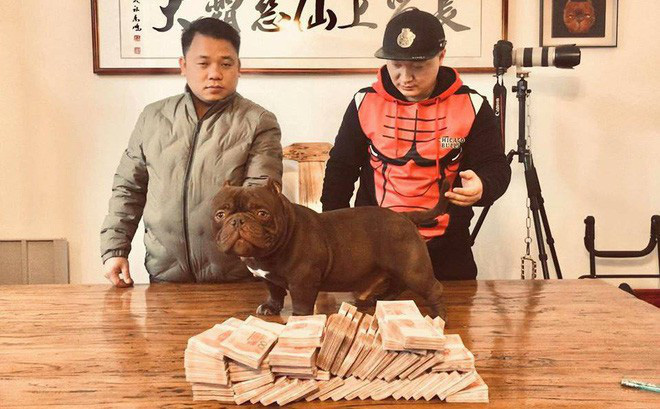 Cặp chó cưng có giá 1,6 tỷ đồng của người đàn ông ở TPHCM, ăn cả 100kg thịt 1 tháng Cặp chó cưng có giá 1,6 tỷ đồng của người đàn ông ở TPHCM, ăn cả 100kg thịt 1 tháng