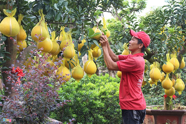 Bưởi Diễn lên tới 70 triệu mỗi cây, xuống đường Sài Gòn ăn Tết sớm