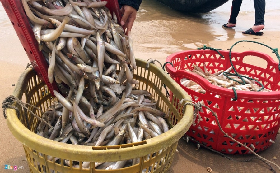 Ngu dan Ha Tinh ra khoi danh ca hinh anh 3