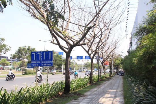 Dieu tra vu nhieu cay xanh bi dau doc o Sai Gon hinh anh 1