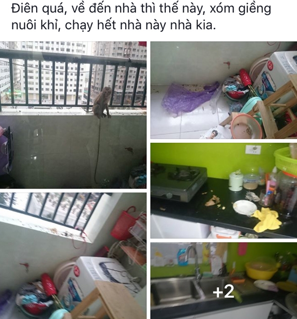 những hình ảnh chỉ có ở chung cư, chung cư Hà Nội, nuôi khỉ ở chung cư