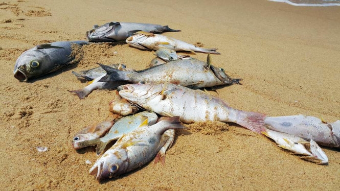 ​Xuất hiện vệt nước đỏ 1,5km dọc bờ biển Quảng Bình 