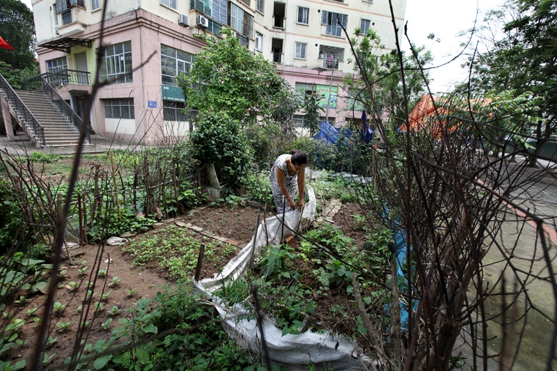 rau sạch, an toàn thực phẩm, rau bẩn