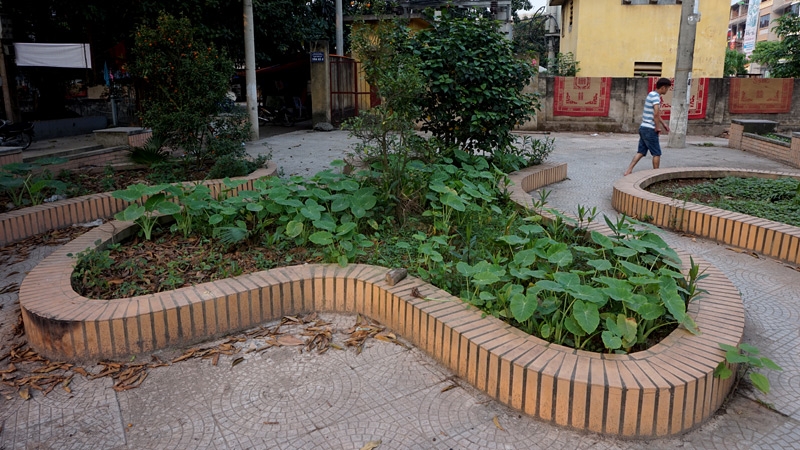 rau sạch, an toàn thực phẩm, rau bẩn