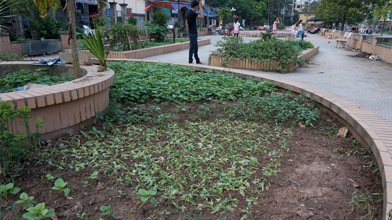 rau sạch, an toàn thực phẩm, rau bẩn
