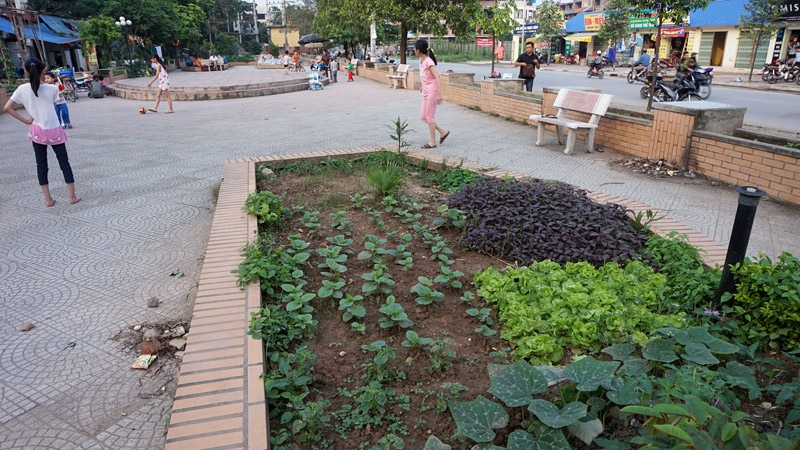 rau sạch, an toàn thực phẩm, rau bẩn