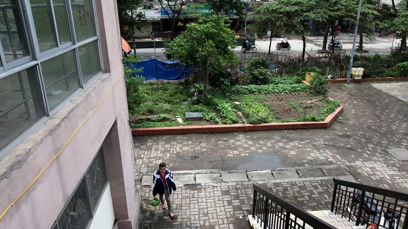 rau sạch, an toàn thực phẩm, rau bẩn