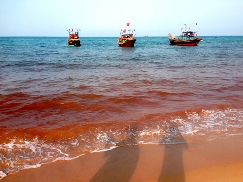 Nước biển biến thành màu đỏ tại Quảng Bình do thủy triều đỏ gây ra? - ảnh 2