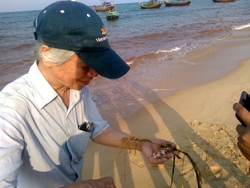 Nước biển biến thành màu đỏ tại Quảng Bình do thủy triều đỏ gây ra? - ảnh 7