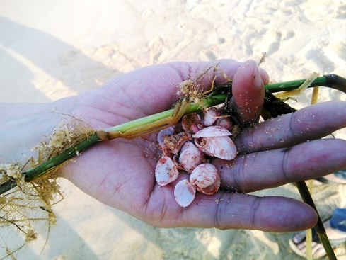 Nước biển biến thành màu đỏ tại Quảng Bình do thủy triều đỏ gây ra? - ảnh 8