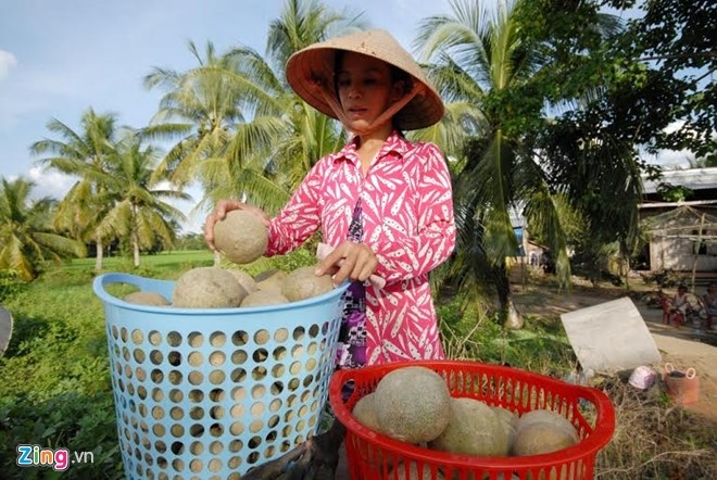 Trai cay mien Tay sot gia vi nang nong hinh anh 12