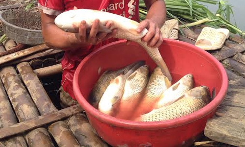 ca-chet-tren-song-buoi-do-nha-may-duong-xa-thai-bn