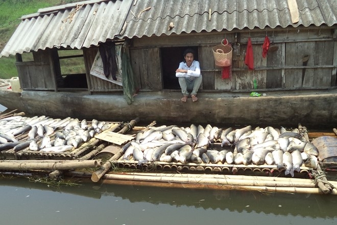 Hinh anh ca chet trang song Buoi, nguoi nuoi mat tien ty hinh anh 3