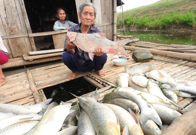 Hinh anh ca chet trang song Buoi, nguoi nuoi mat tien ty hinh anh 4