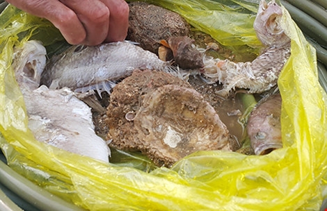 Nhím biển, vẹm biển chết trắng dưới đáy biển và cá biển bị phân hủy dày đặc. Ảnh: MINH QUÊ