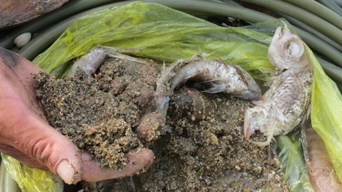 Thấy gì dưới đáy biển sau thảm họa cá chết - ảnh 3