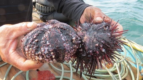 Thấy gì dưới đáy biển sau thảm họa cá chết - ảnh 5