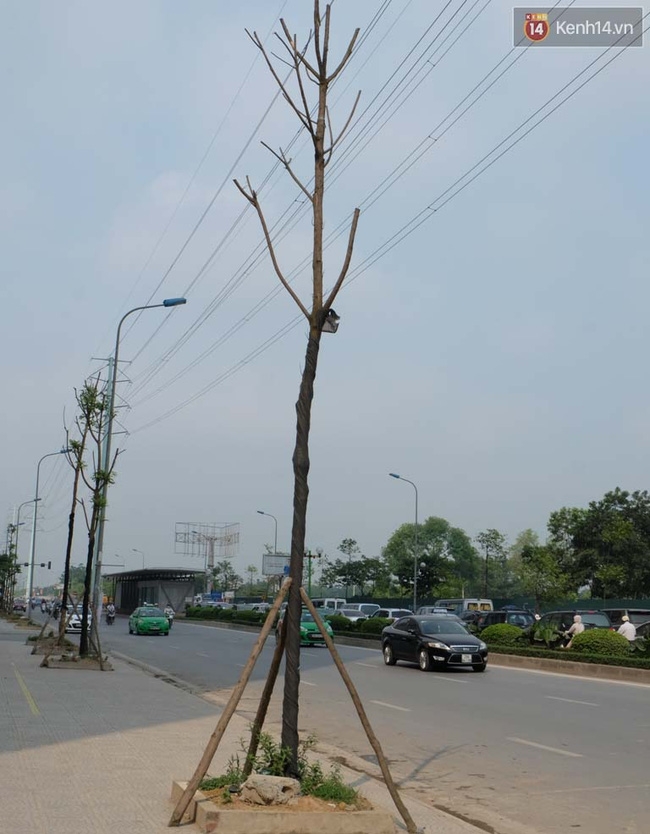 Cây mới trồng chết khô, bong tróc trên nhiều con đường ở Hà Nội - Ảnh 1.