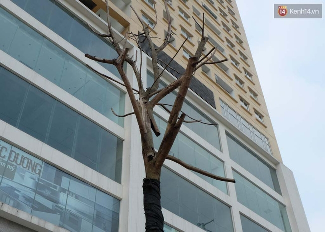 Cây mới trồng chết khô, bong tróc trên nhiều con đường ở Hà Nội - Ảnh 2.