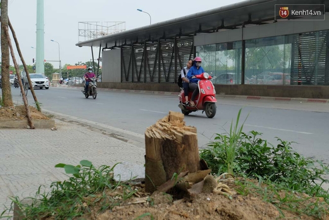 Cây mới trồng chết khô, bong tróc trên nhiều con đường ở Hà Nội - Ảnh 3.