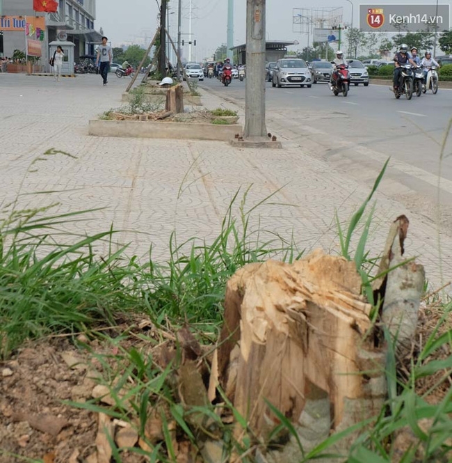 Cây mới trồng chết khô, bong tróc trên nhiều con đường ở Hà Nội - Ảnh 4.