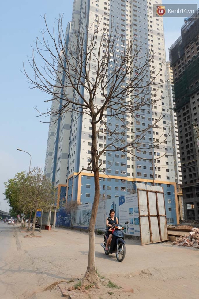 Cây mới trồng chết khô, bong tróc trên nhiều con đường ở Hà Nội - Ảnh 7.