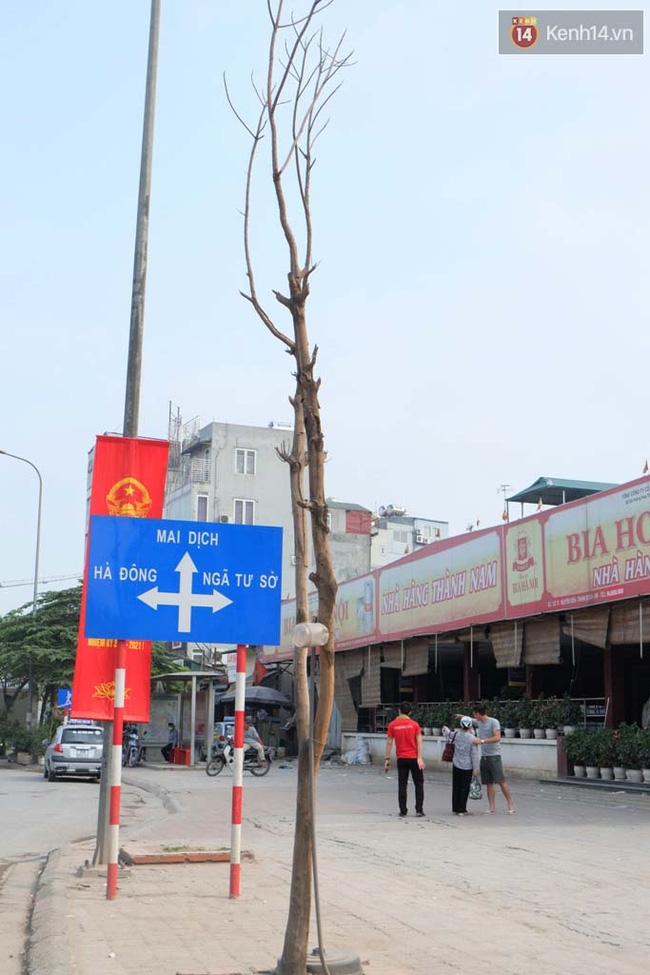 Cây mới trồng chết khô, bong tróc trên nhiều con đường ở Hà Nội - Ảnh 9.
