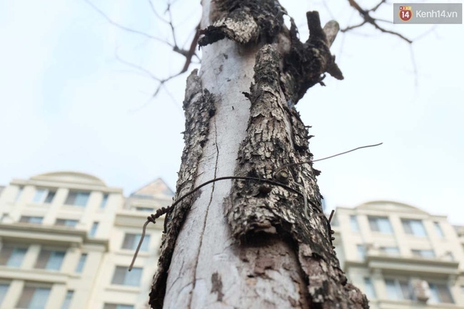 Cây mới trồng chết khô, bong tróc trên nhiều con đường ở Hà Nội - Ảnh 11.