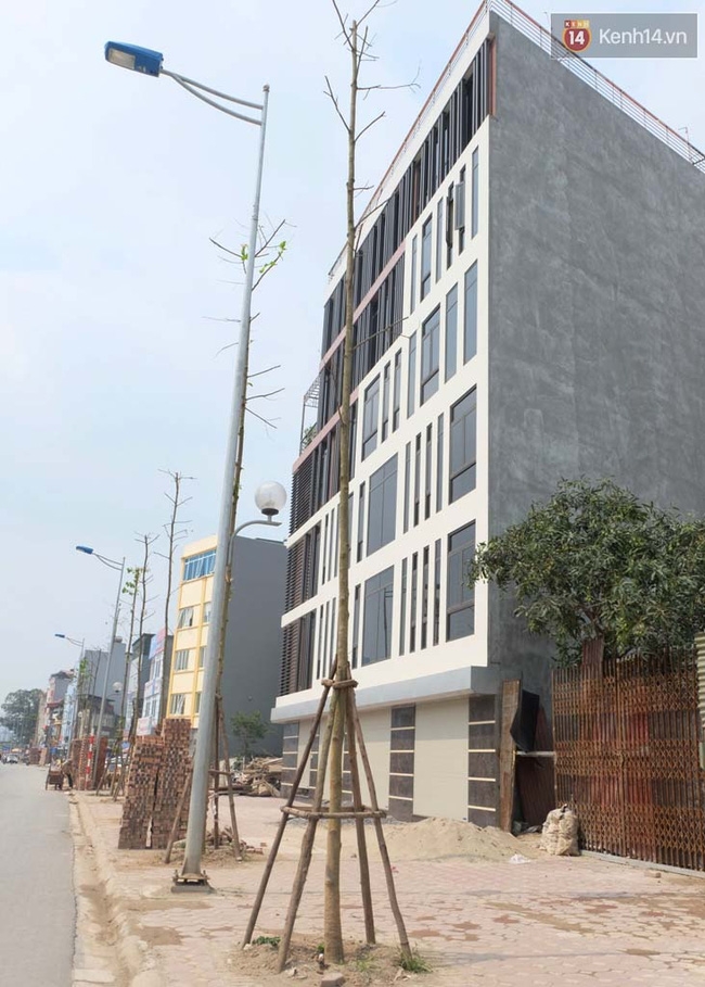 Cây mới trồng chết khô, bong tróc trên nhiều con đường ở Hà Nội - Ảnh 12.