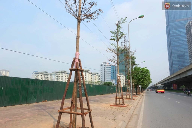 Cây mới trồng chết khô, bong tróc trên nhiều con đường ở Hà Nội - Ảnh 14.