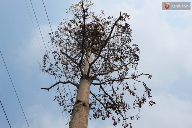 Cây mới trồng chết khô, bong tróc trên nhiều con đường ở Hà Nội - Ảnh 15.