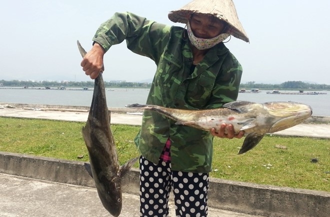 Nhieu tan ca long chet bat thuong o cua bien Thanh Hoa hinh anh 2