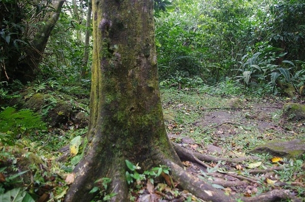 cay-hinh-vuong