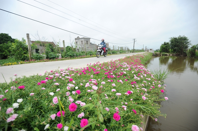 Con đường hoa mười giờ rực rỡ dài 3 km ở Nam Định
