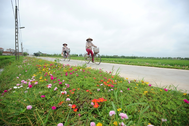 Con đường hoa mười giờ rực rỡ dài 3 km ở Nam Định