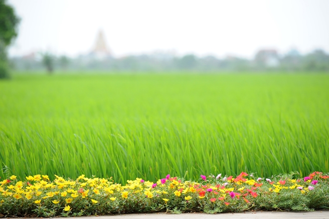 Con đường hoa mười giờ rực rỡ dài 3 km ở Nam Định