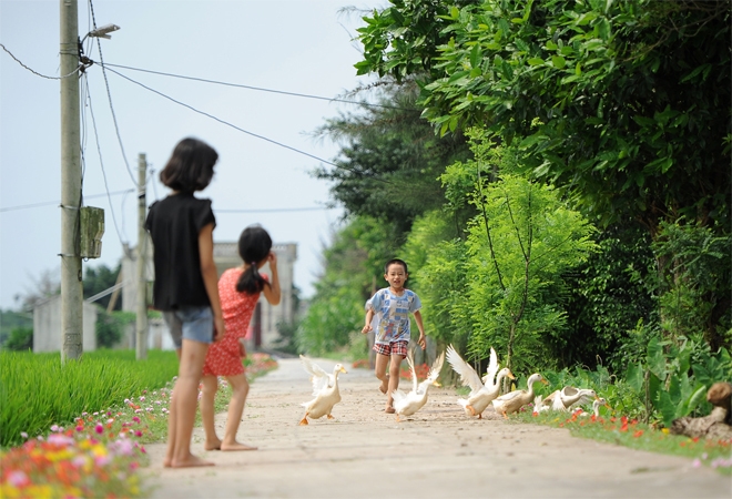 Con đường hoa mười giờ rực rỡ dài 3 km ở Nam Định